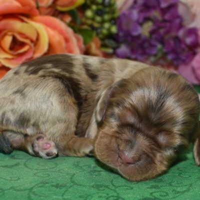 AKC chocolate tan Merle blue eyes American cocker spaniel puppies for sale near Colorado Springs, Colorado