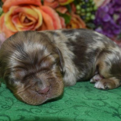 AKC chocolate tan Merle blue eyes American cocker spaniel puppies for sale near Denver, Colorado