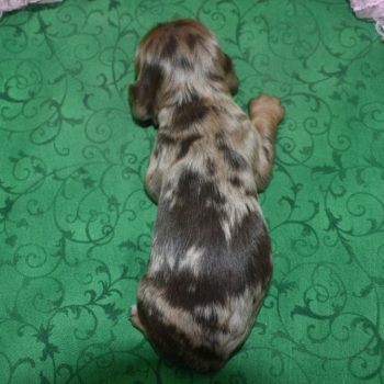 AKC chocolate tan Merle American cocker spaniel puppies for sale in Colorado