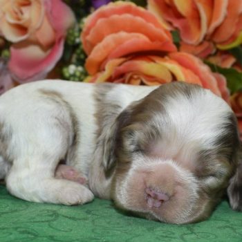 AKC chocolate tan Parti Merle blue eyes American cocker spaniel puppies for sale near me.