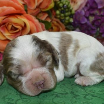 AKC chocolate tan Parti Merle blue eyes American cocker spaniel puppies for sale.