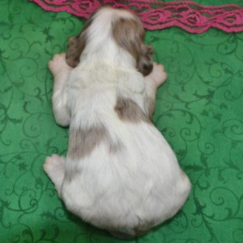 AKC chocolate tan Parti Merle American cocker spaniel puppies for sale in Colorado.