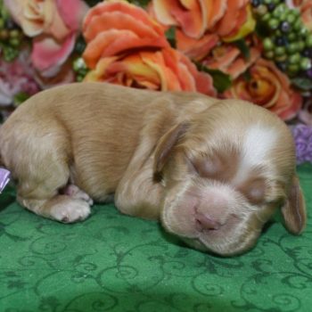 AKC buff white chin/chest/paws American cocker spaniel puppies for sale near me.