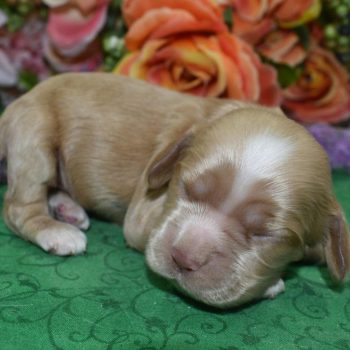 AKC Reputable License American cocker spaniel Breeders in Colorado.