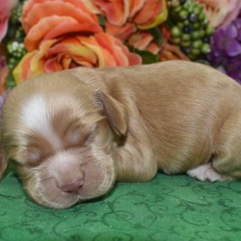 AKC buff white chin/chest/paws American cocker spaniel puppies for sale.
