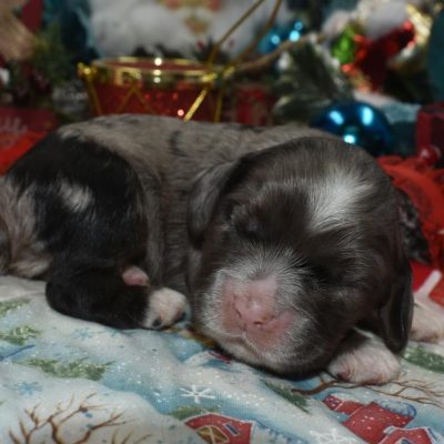 AKC blue tan merle American cocker spaniel puppies for sale.