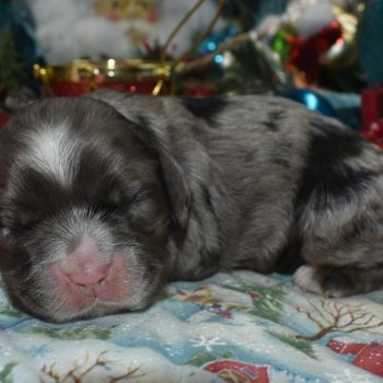 AKC blue tan merle American cocker spaniel puppies for sale near me.