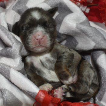 AKC-Mittens-blue-tan-Merle-American-cocker-spaniel-puppy1.4