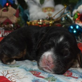 AKC-Nick-black-tan-American-cocker-spaniel-puppy1.2
