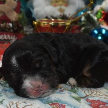 AKC-Nick-black-tan-American-cocker-spaniel-puppy1.3