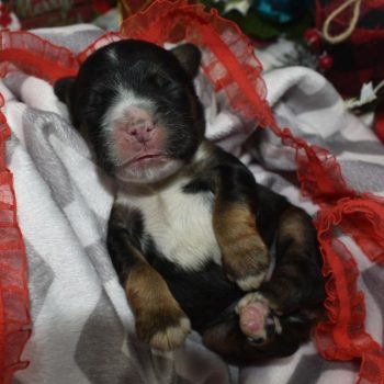 AKC black tan white chest/chin/paws American cocker spaniel puppies for sale near me.