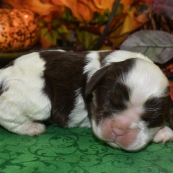AKC chocolate tan Irish Parti American cocker spaniel puppies for sale.