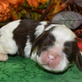 AKC chocolate tan Irish Parti American cocker spaniel puppies for sale near me.