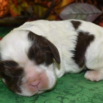 AKC chocolate tan Irish Parti American cocker spaniel puppies for sale near Peyton, CO