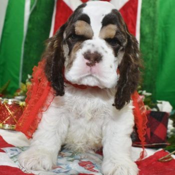 AKC chocolate tan Parti American cocker spaniel puppies for sale near Colorado Springs, Colorado