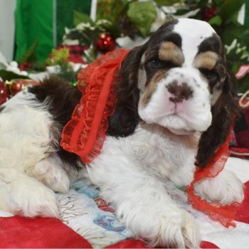 AKC chocolate tan Parti American cocker spaniel puppies for sale
