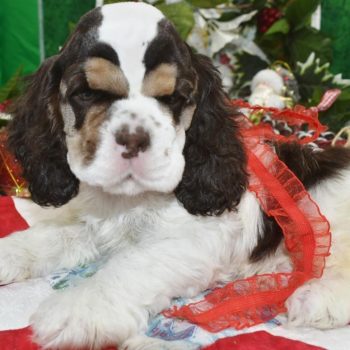 AKC chocolate tan Parti American cocker spaniel puppies for sale.