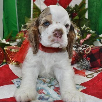 AKC chocolate tan Parti Merle blue eyes American cocker spaniel puppies for sale near Denver, Colorado