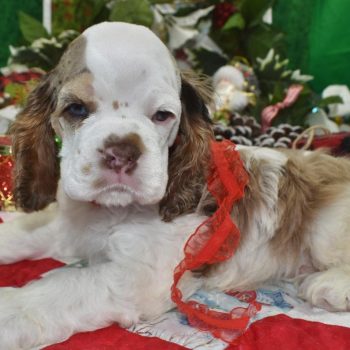 AKC chocolate tan Parti Merle blue eyes American cocker spaniel puppies for sale near me.