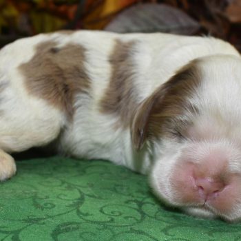 AKC chocolate tan Parti Merle American cocker spaniel puppies for sale near Colorado Springs, CO