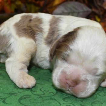 AKC-Noelle-chocolate-tan-Parti-Merle-American-cocker-spaniel-puppy1.2
