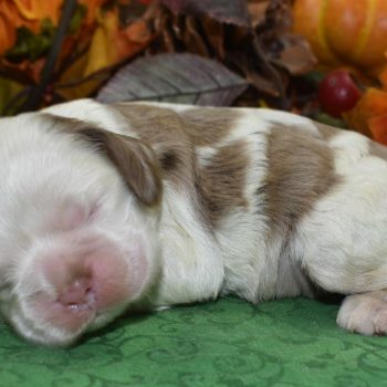 AKC chocolate tan Irish Parti Merle American cocker spaniel puppies for sale near Fort Collins, Colorado