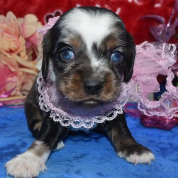 AKC tweed sable Parti Merle blue eyes American cocker spaniel miniature dachshund puppies for sale near Denver, Colorado