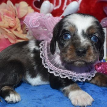 AKC tweet sable Parti Merle blue eyes American cocker spaniel miniature dachshund puppies for sale near me.