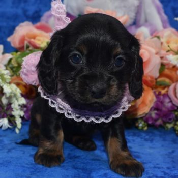 AKC-Sage-black-tan-Miniature-Dachshund-American-cocker-spaniel6.1