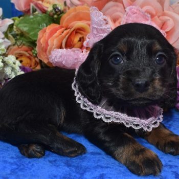 AKC black and tan longhair miniature dachshund American cocker spaniel puppies for sale near me.