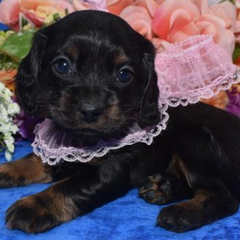 AKC black and tan longhair miniature dachshund American cocker spaniel puppies for sale in Colorado