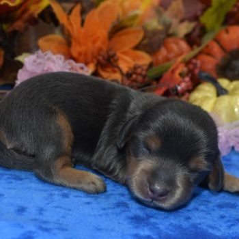 AKC-Star-blue-tan-longhair-miniature-dachshund-puppy1.1