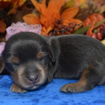 AKC blue tan longhair miniature dachshund puppies for sale near Peyton, Colorado