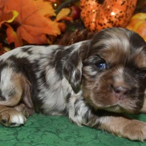 AKC tweed chocolate tan Merle blue eyes American cocker spaniel puppies for sale.