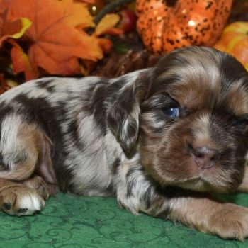 AKC tweed chocolate tan Merle blue eyes American cocker spaniel puppies for sale.