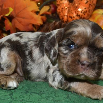 AKC tweed chocolate tan Merle blue eyes American cocker spaniel puppies for sale.