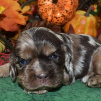 AKC calico chocolate tan Merle blue eyes American cocker spaniel puppies for sale near Denver, Colorado