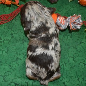 AKC American cocker spaniel puppies for sale in Colorado.