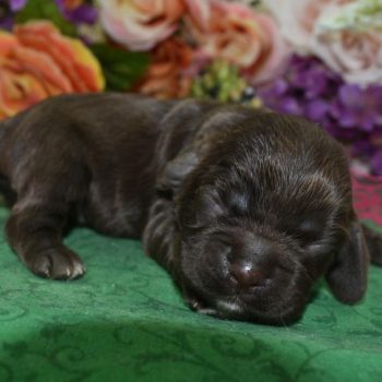 AKC-Sugar-Chocolate-White-Markings-American-Cocker-Spaniel-puppy1.1