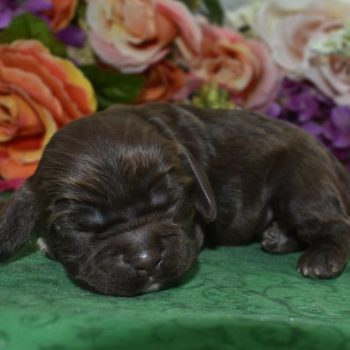 AKC chocolate white on chin/chest/paws American cocker spaniel puppies for sale near Pueblo, Colorado