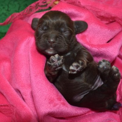 AKC-Sugar-Chocolate-White-Markings-American-Cocker-Spaniel-puppy1.4