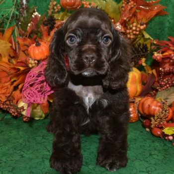Looking for an AKC female chocolate American cocker spaniel puppy in Colorado