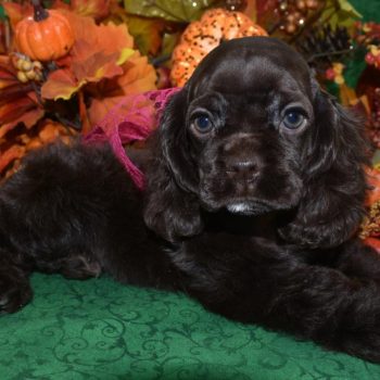 AKC chocolate white chin/chest/paws American cocker spaniel puppies for sale near me.
