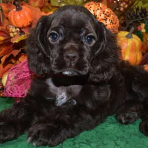 AKC-Sugar-chocolate-white-chin-chest-paws-American-cocker-spaniel-puppy6.4
