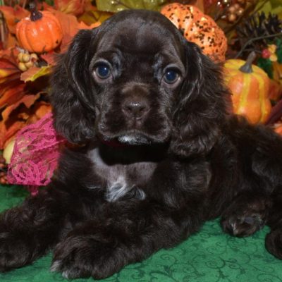 AKC-Sugar-chocolate-white-chin-chest-paws-American-cocker-spaniel-puppy6.4