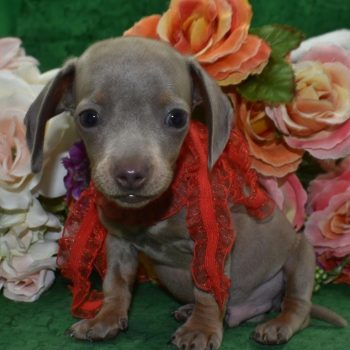 AKC-Toby-Isabelle-tan-smooth-coat-miniature-dachshund-puppy7.1