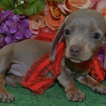 AKC Isabelle tan smooth coat miniature dachshund puppies for sale in Colorado.