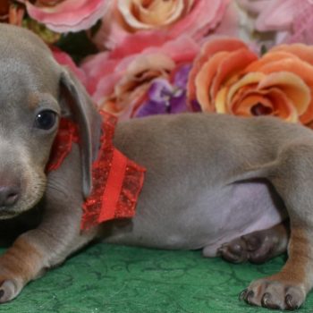 AKC small Isabelle tan smooth coat miniature dachshund puppies for sale near Colorado Springs, CO