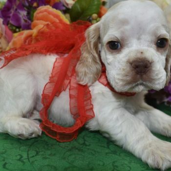 AKC buff white parti American cocker spaniel puppies for sale near me.
