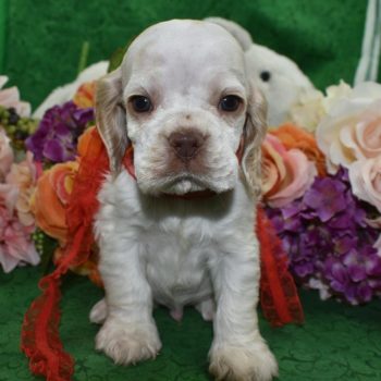 AKC-Toby-buff-white-Parti-American-cocker-spaniel-puppy5.2